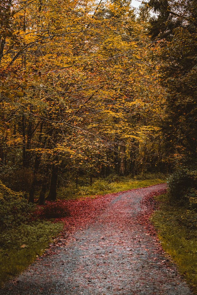 Dublin Docklands, Dublin City Explore the vibrant colors of fall along a forest path in Lough Key Wood, Ireland.
