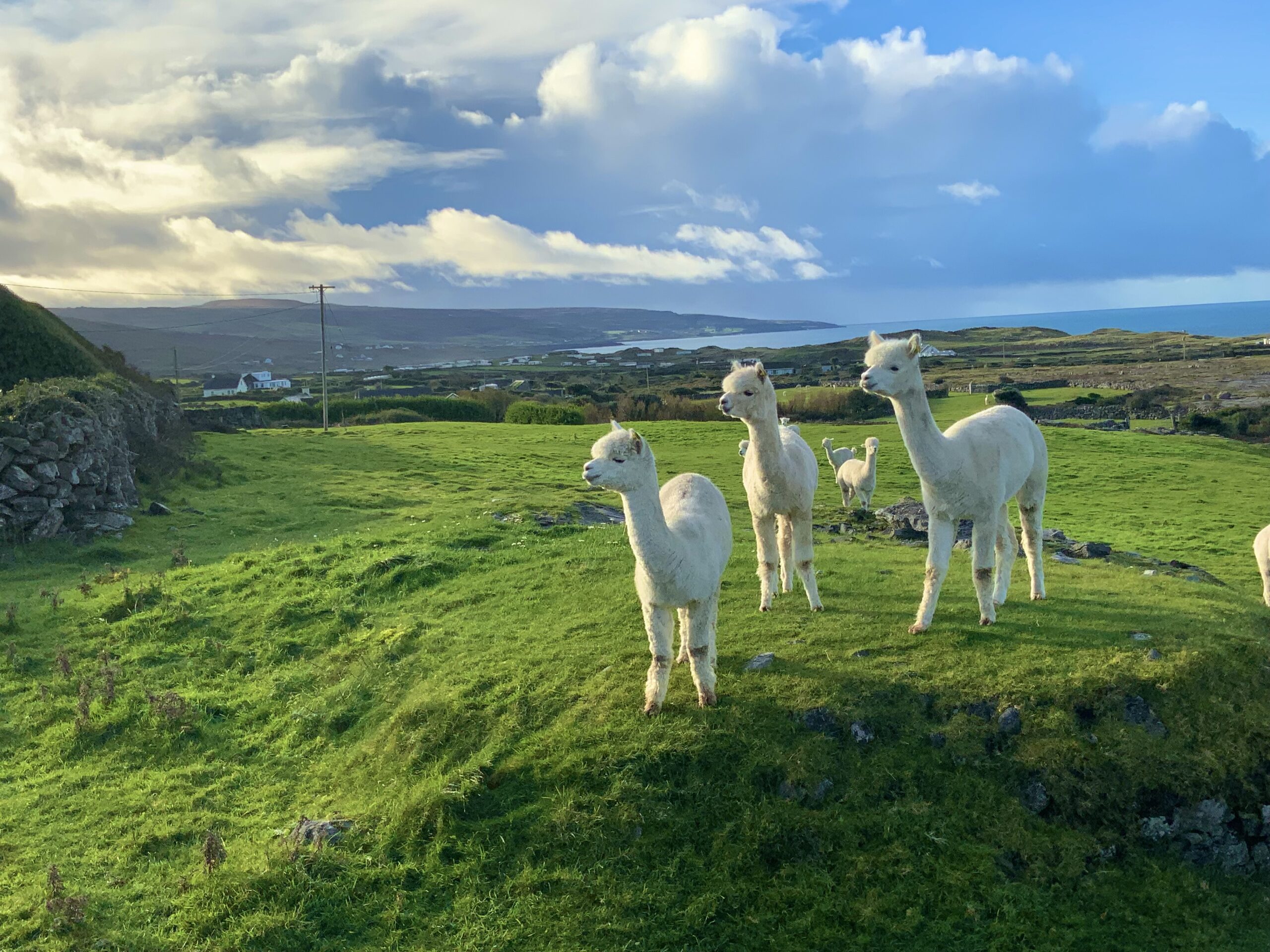 Alpacas enjoying the summer sun in the Burren