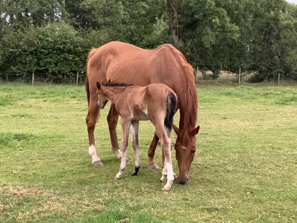Horses enjoying the rich green grass on the Curragh 